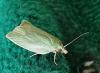 Tortrix viridana